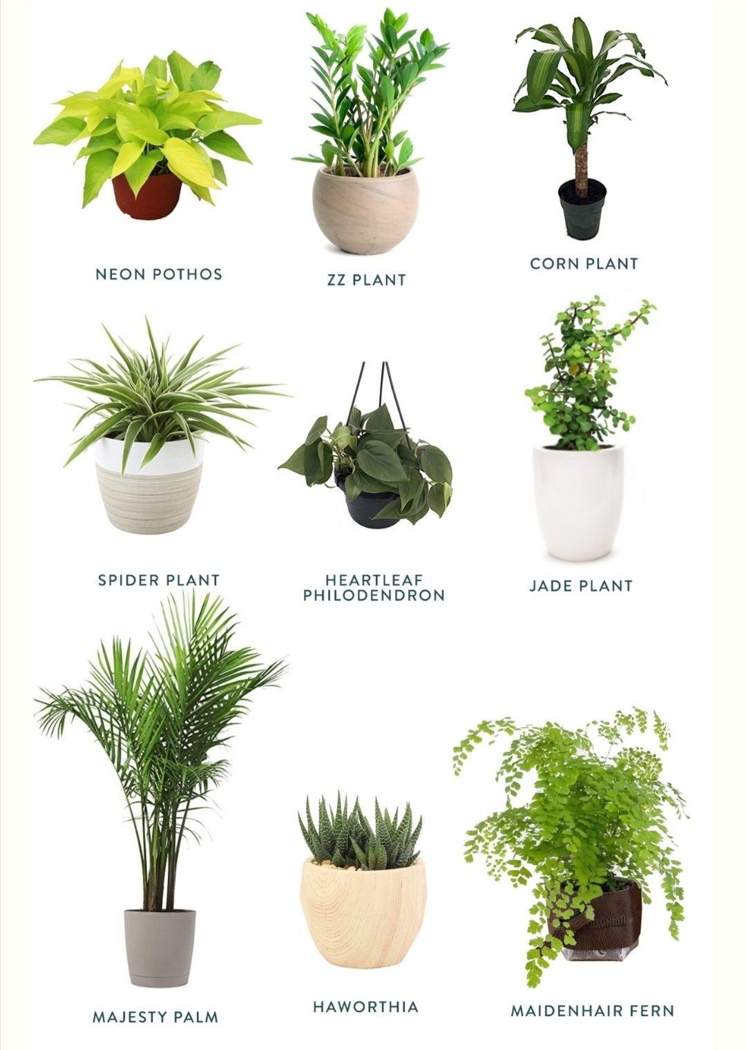 Каталог комнатных растений с фотографиями и названиями