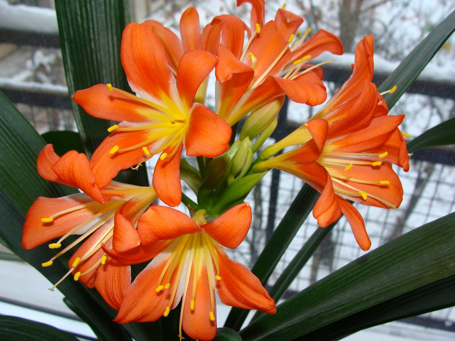 Оранжевое комнатное растение. Кливия киноварная. Цветок Кливия киноварная. Гиппеаструм Валлота. Кливия киноварная (Clivia miniata).