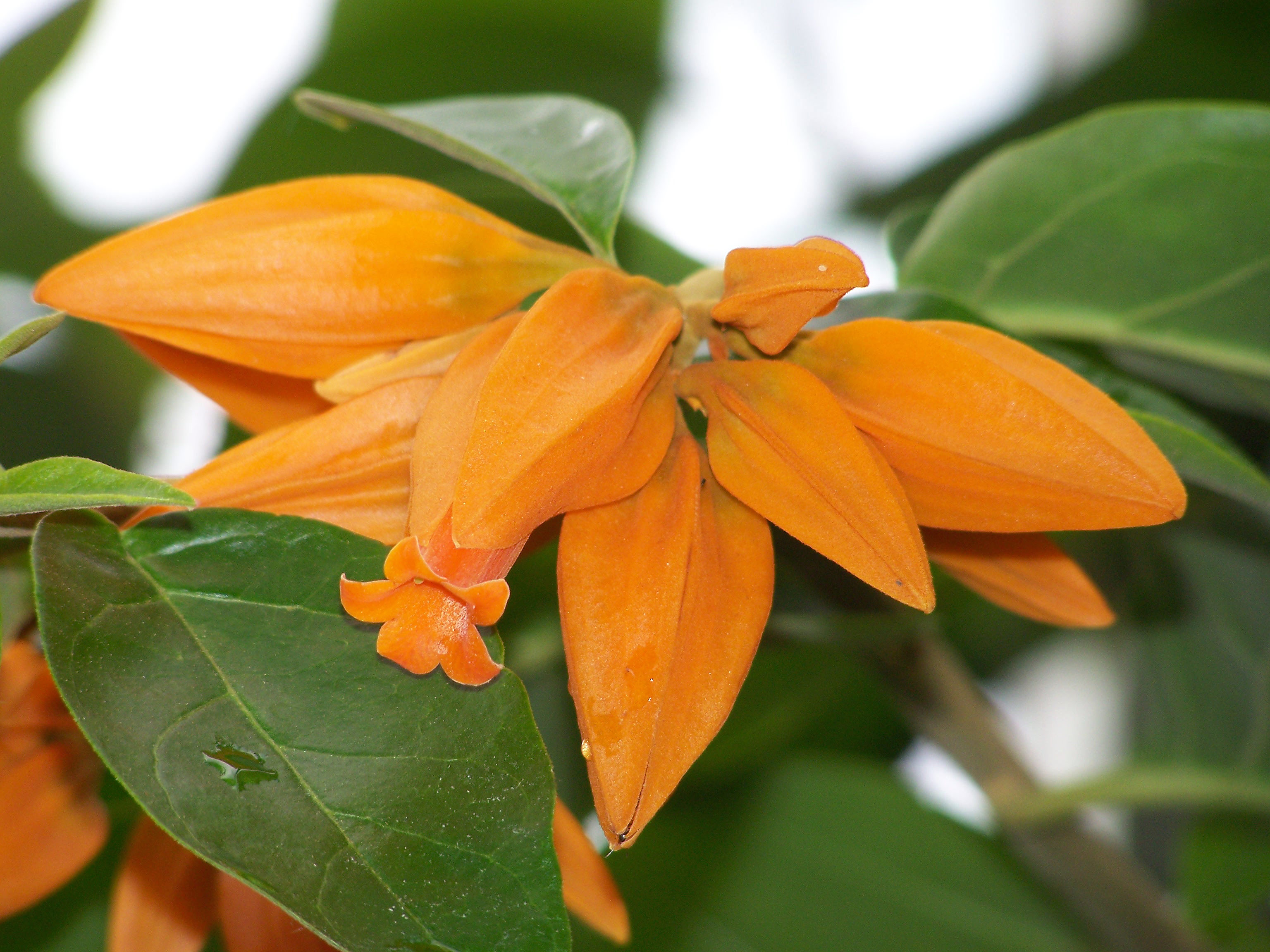 Оранжевое комнатное растение. Хуануллоа. Цветок Хуануллоа. Комнатный цветок Хуануллоа. Неманантус оранжевый.
