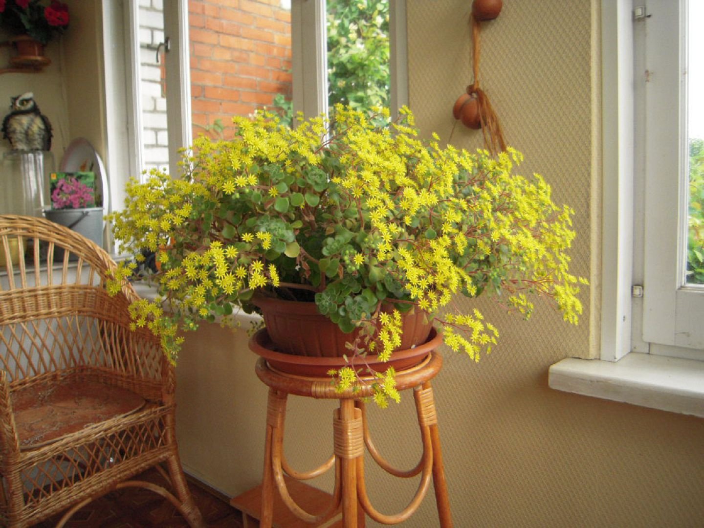 Комнатный цветок цветет желтыми цветами. Растение аихризон. Аихризон цветок комнатный. Аихризон суккулент. Аихризон дерево любви.