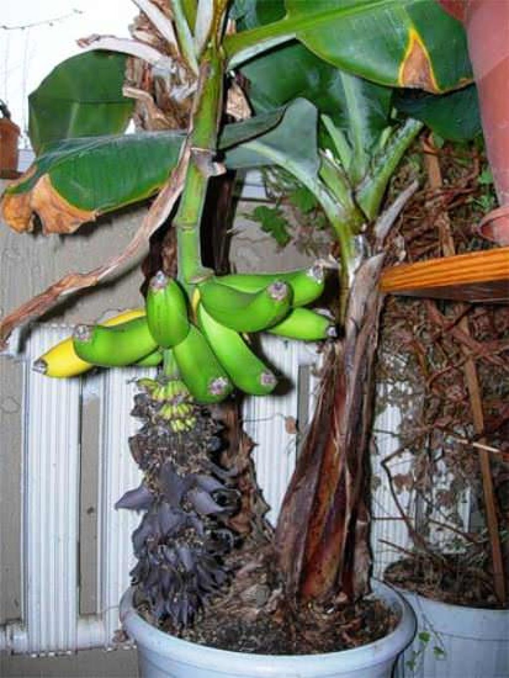 банан в домашних условиях фото