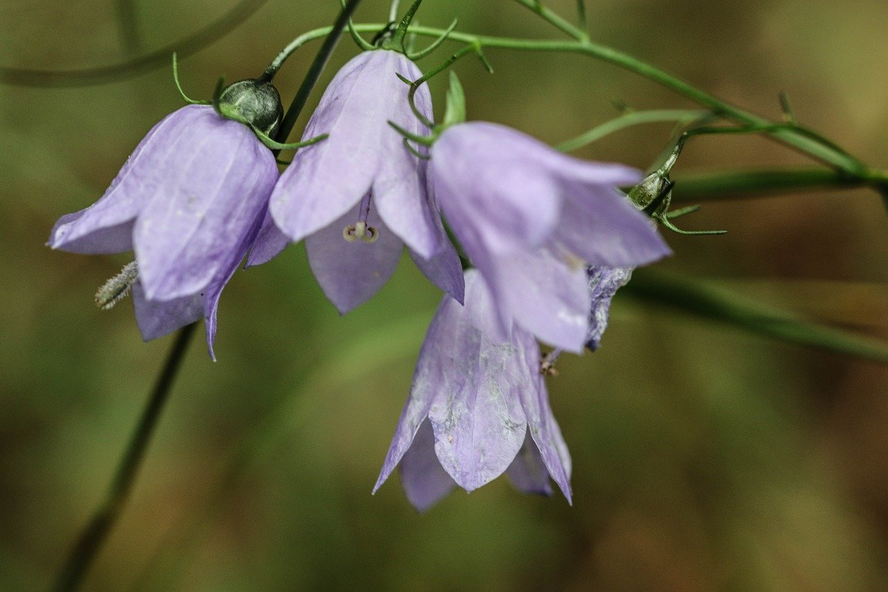 Кампанула - Campanula - Страница 6