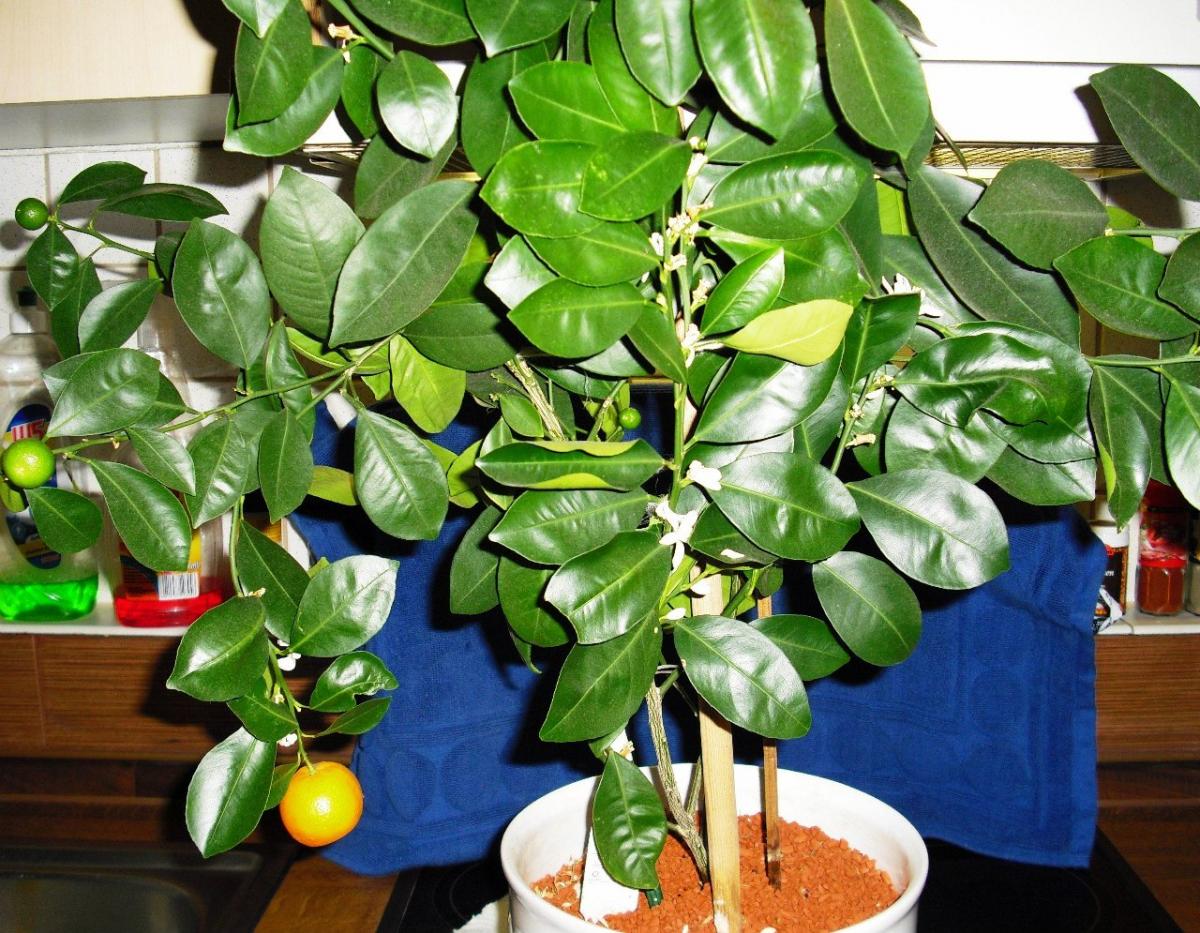 Комнатная мята - многофункциональное домашнее растение