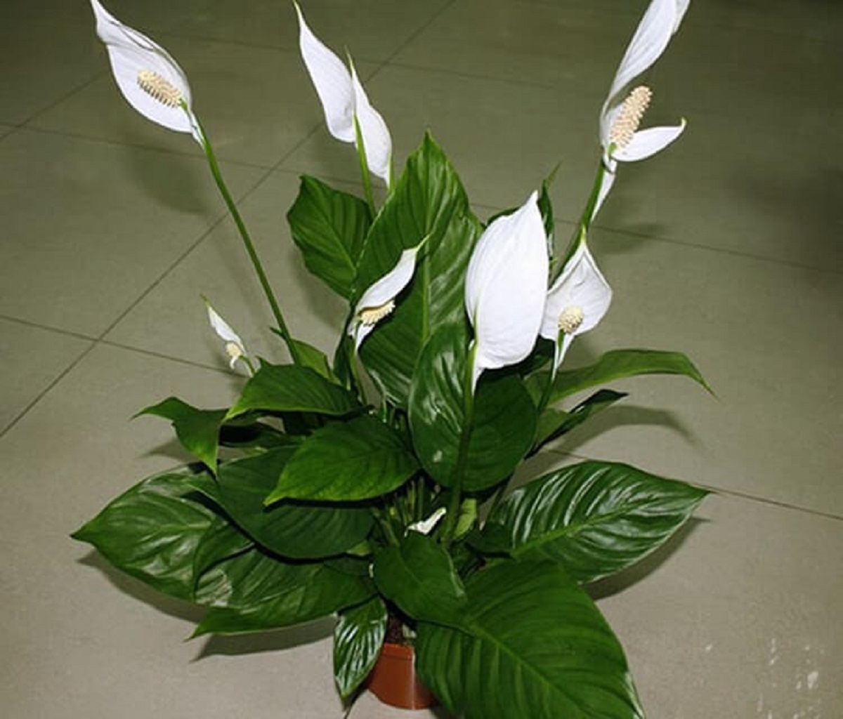 Белый цветок домашний название. Спатифиллум Уоллиса (Spathiphyllum wallisii). Спатифиллум Даймонд. Спатифиллум Уоллиса спатифиллум Уоллиса.