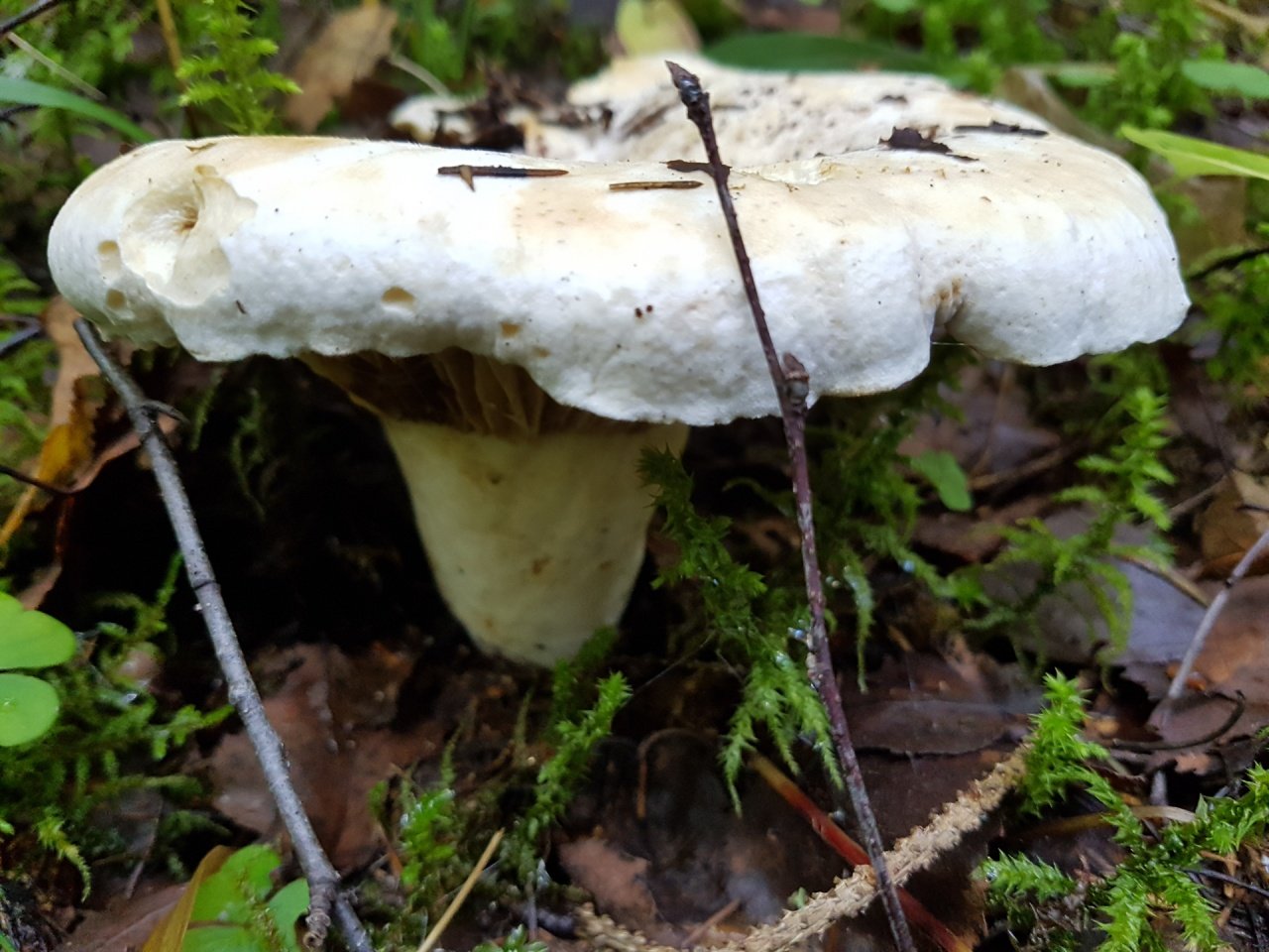 Planet of fungi | Лопастник ребристый - Helvella costifera