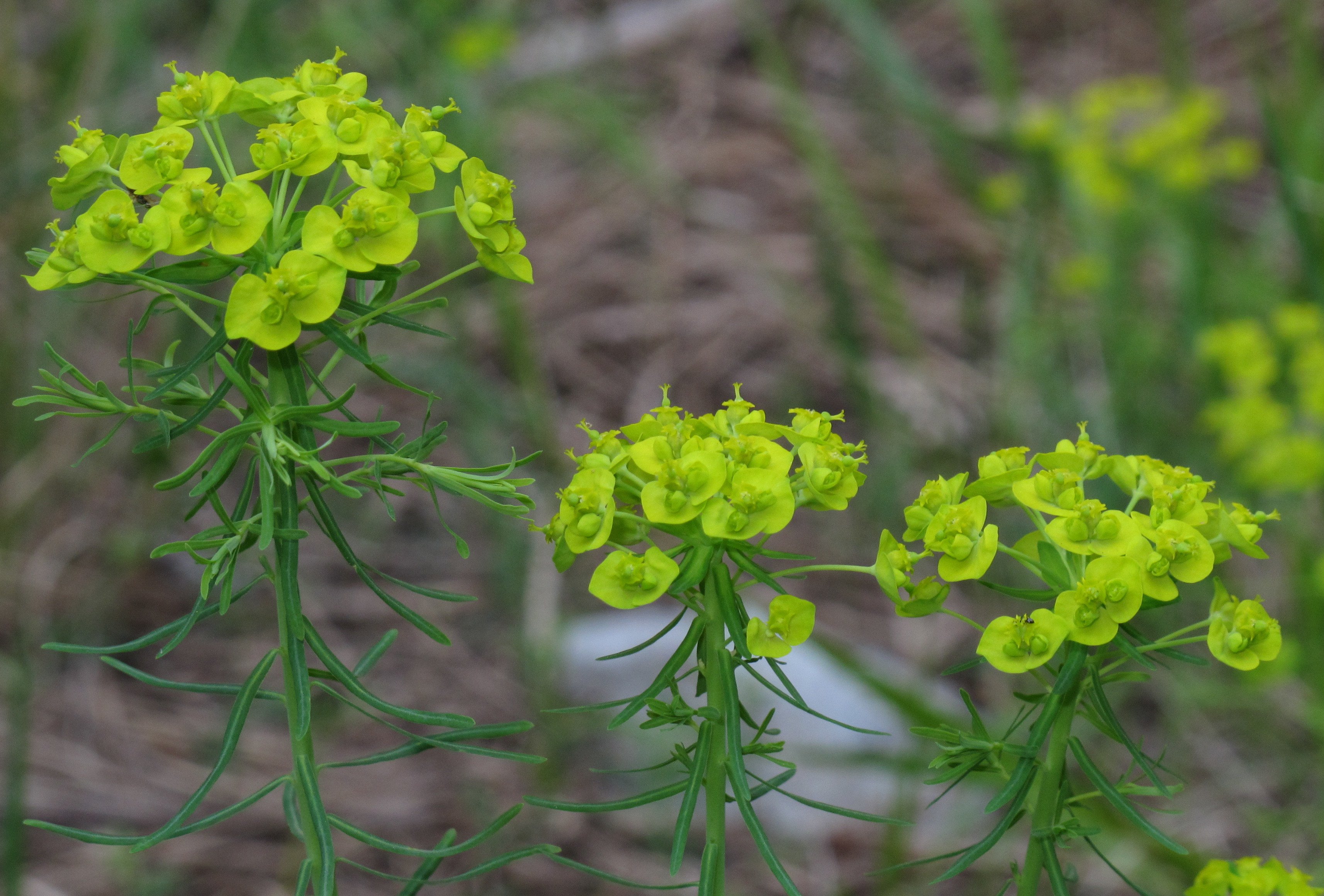 Молочай Euphorbia seguieriana