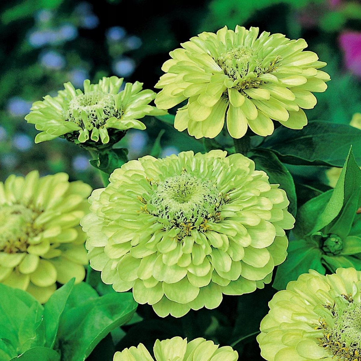 Циния scabiosaeflora