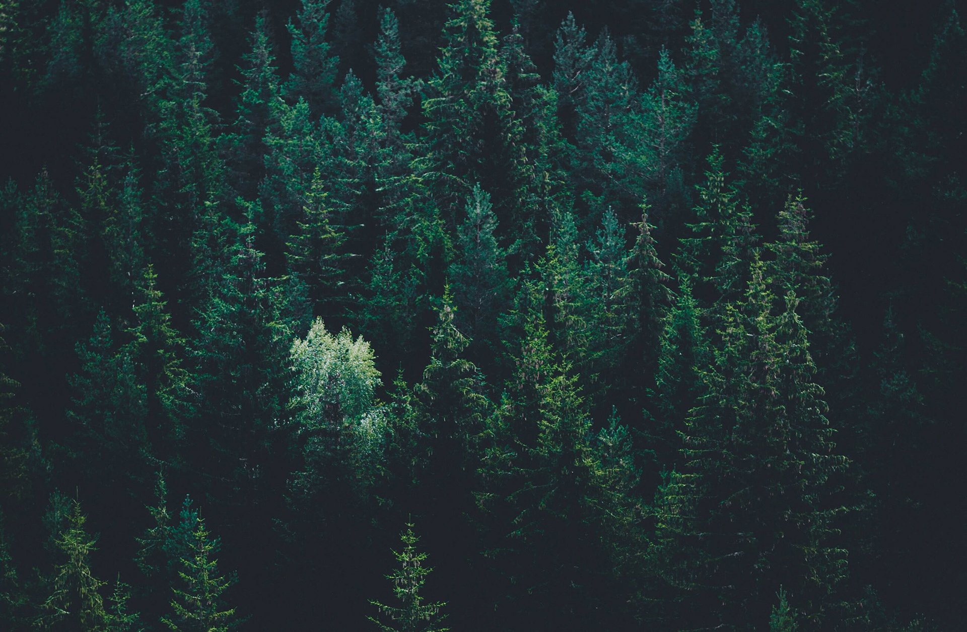 Темно хвойная тайга. Темный хвойный лес. Темно зеленый еловый лес. Еловый лес. Лес сверху.