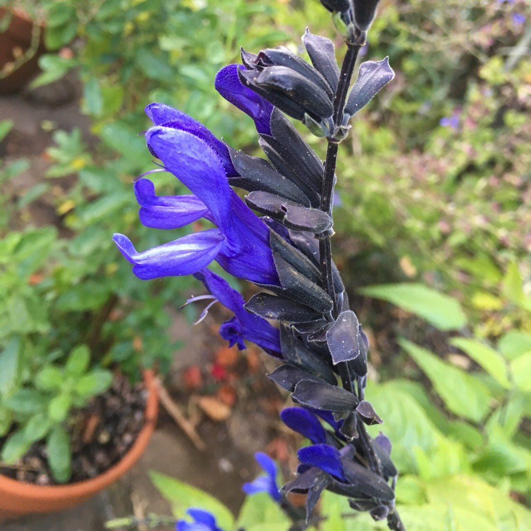 Шалфей Salvia hybrida amante