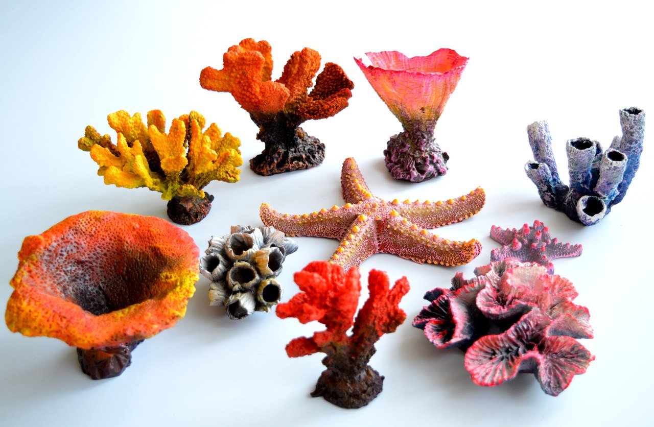 Водоросли ракушки. Кораллы. Цветные кораллы. Морские кораллы. Необычные кораллы.