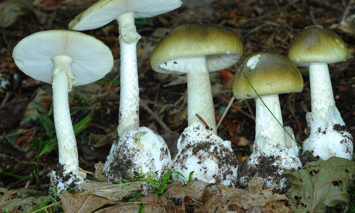 Трубчатые грибы поганки. Бледная поганка. Бледная погоганка гриб. Бледная поганка (Amanita phalloides). Трубчатые поганки.