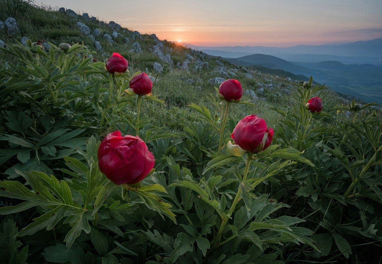 Пионы крымские горные