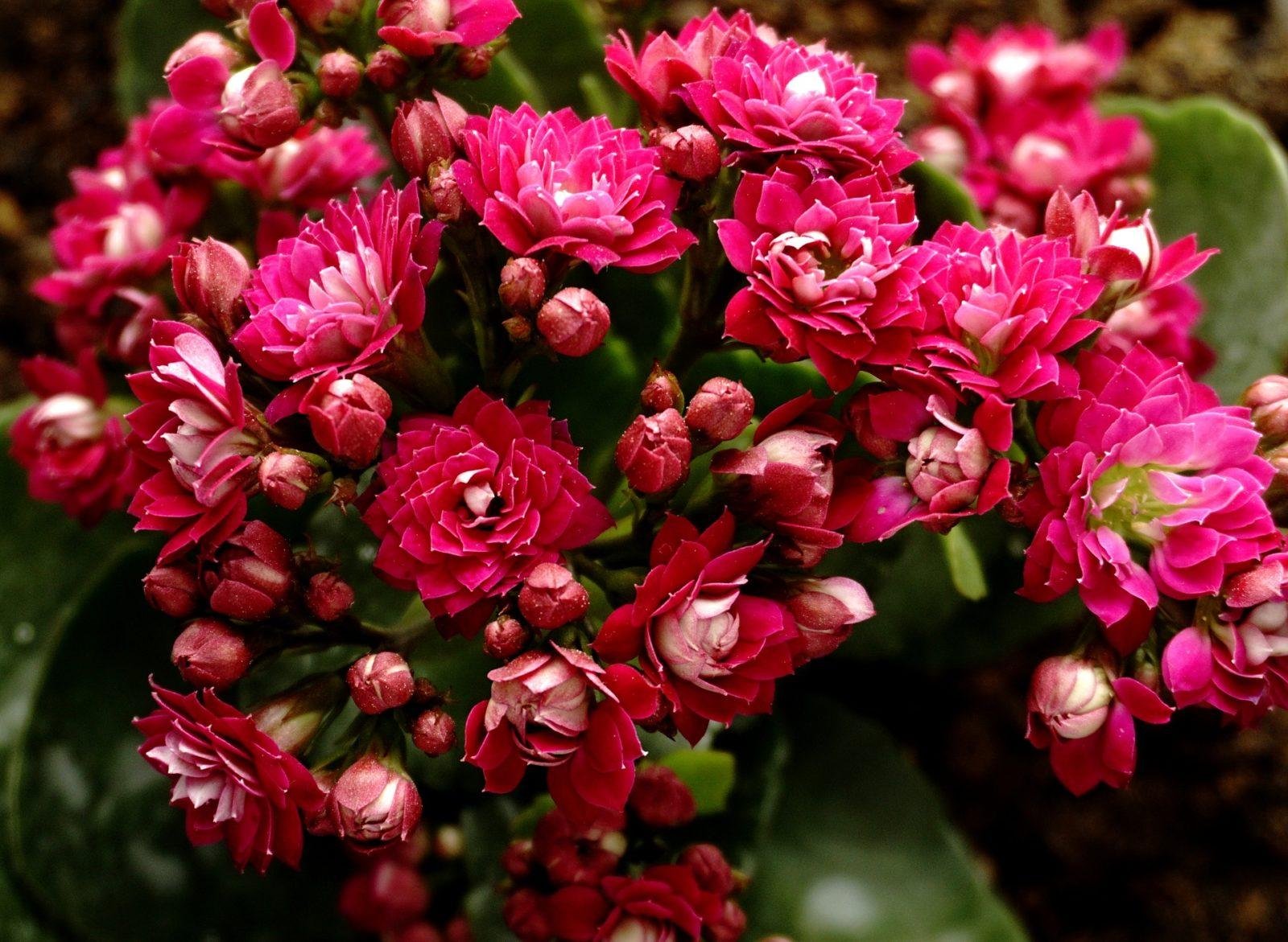 Kalanchoe blossfeldiana