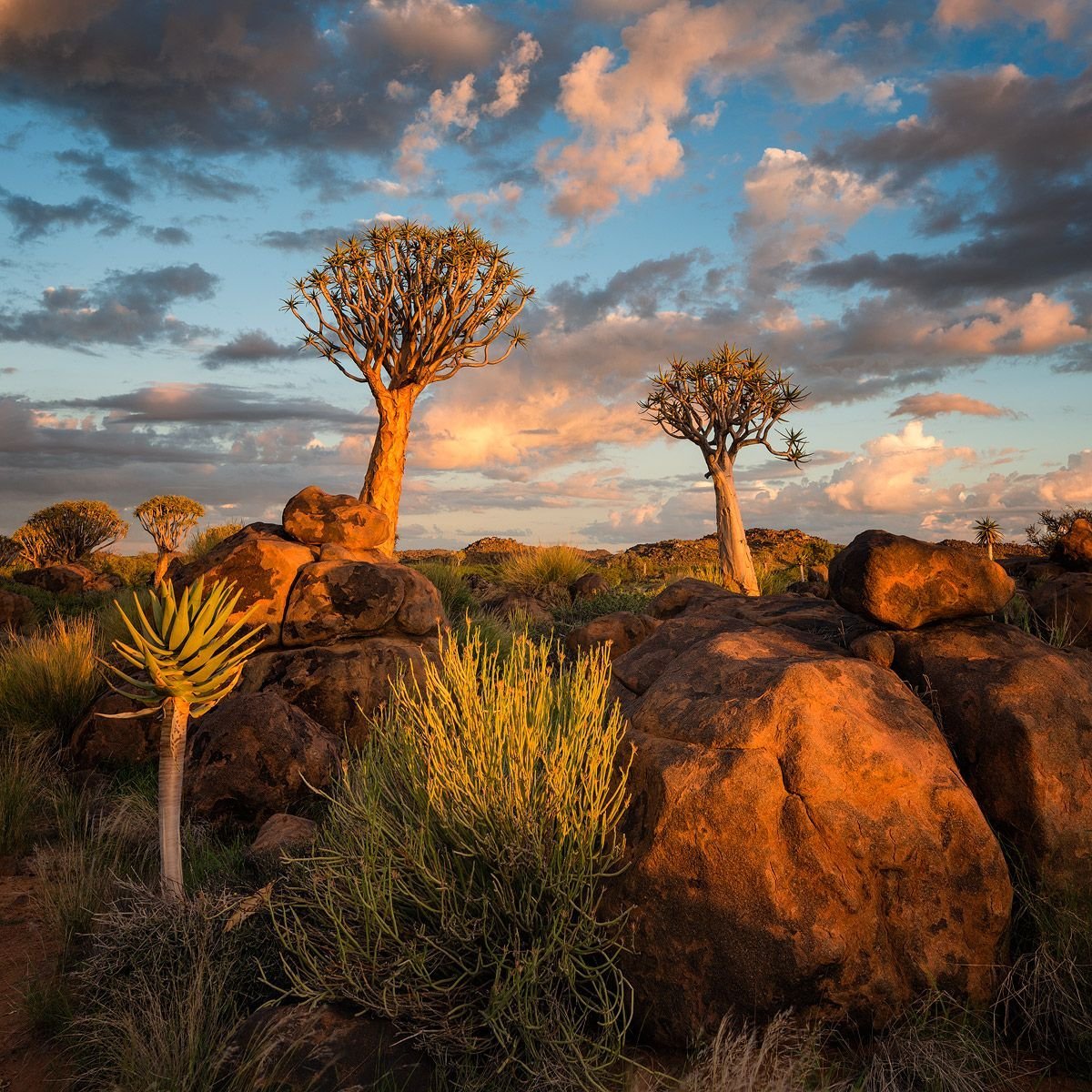 Растения восточной африки. Саванна пустыня Африка. Пустыня карру в Африке. Намибия Саванна.
