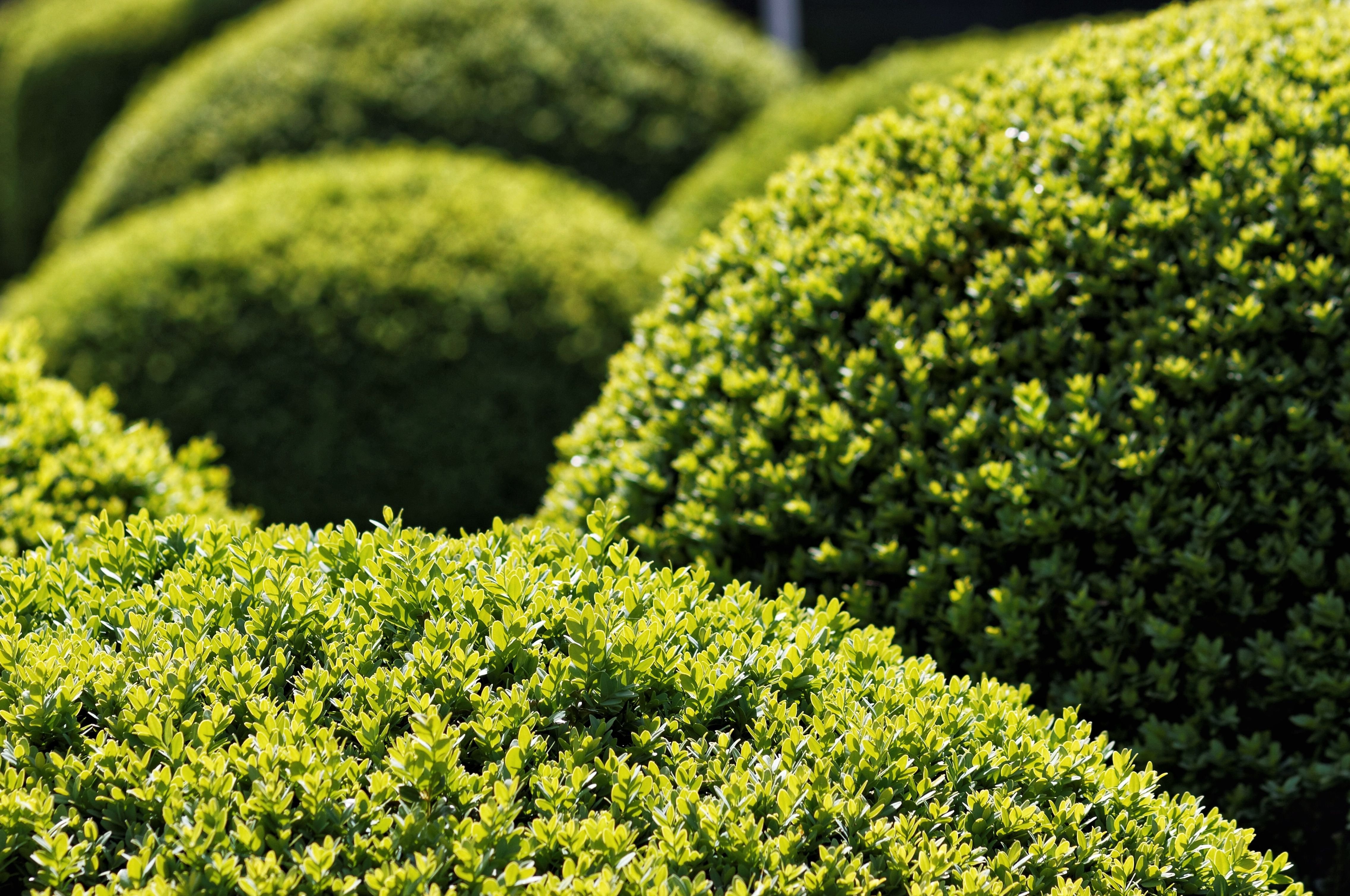 Самшит фото. American Boxwood растение. Яркие вечнозеленые кустарники. Разноцветные вечнозеленые кустарники. Самшит стелющийся фото.