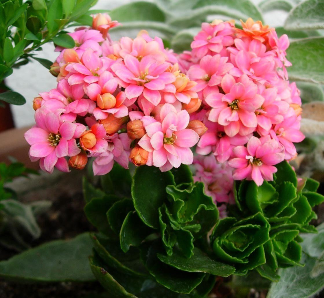 Kalanchoe blossfeldiana