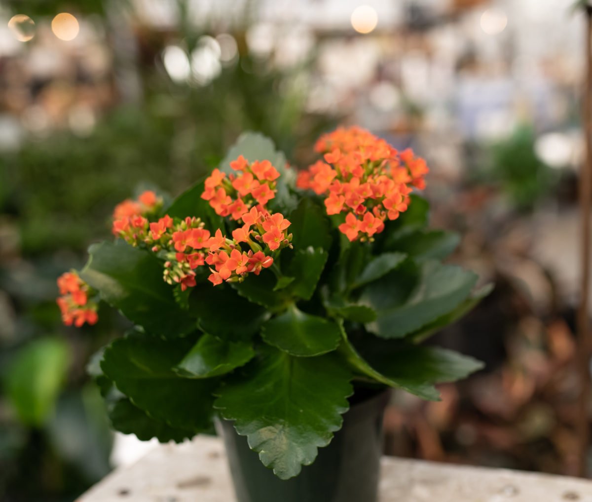 Kalanchoe blossfeldiana