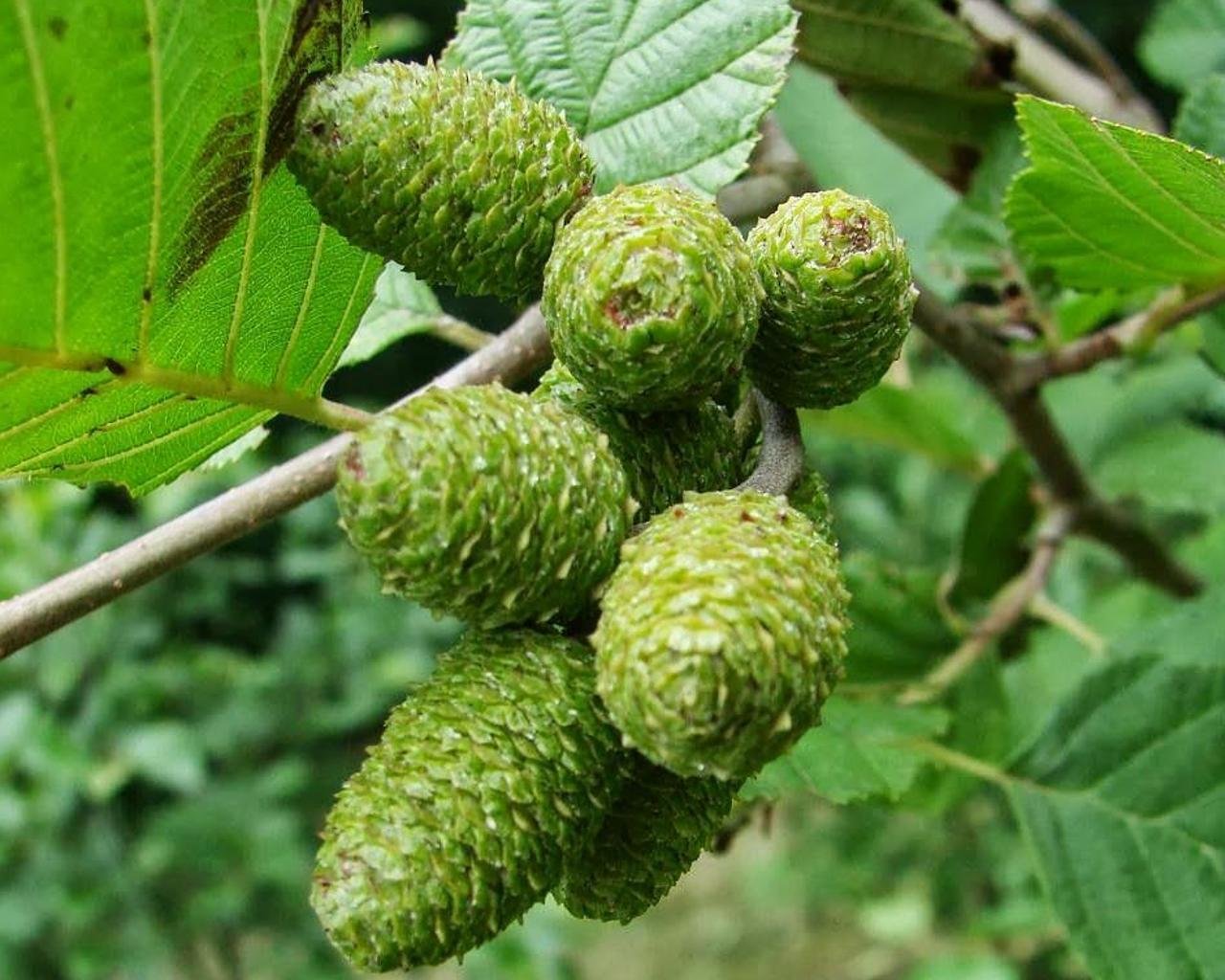 Ольха дерево. Ольха серая Alnus incana. Ольха Сибирская. Ольха зелёная.