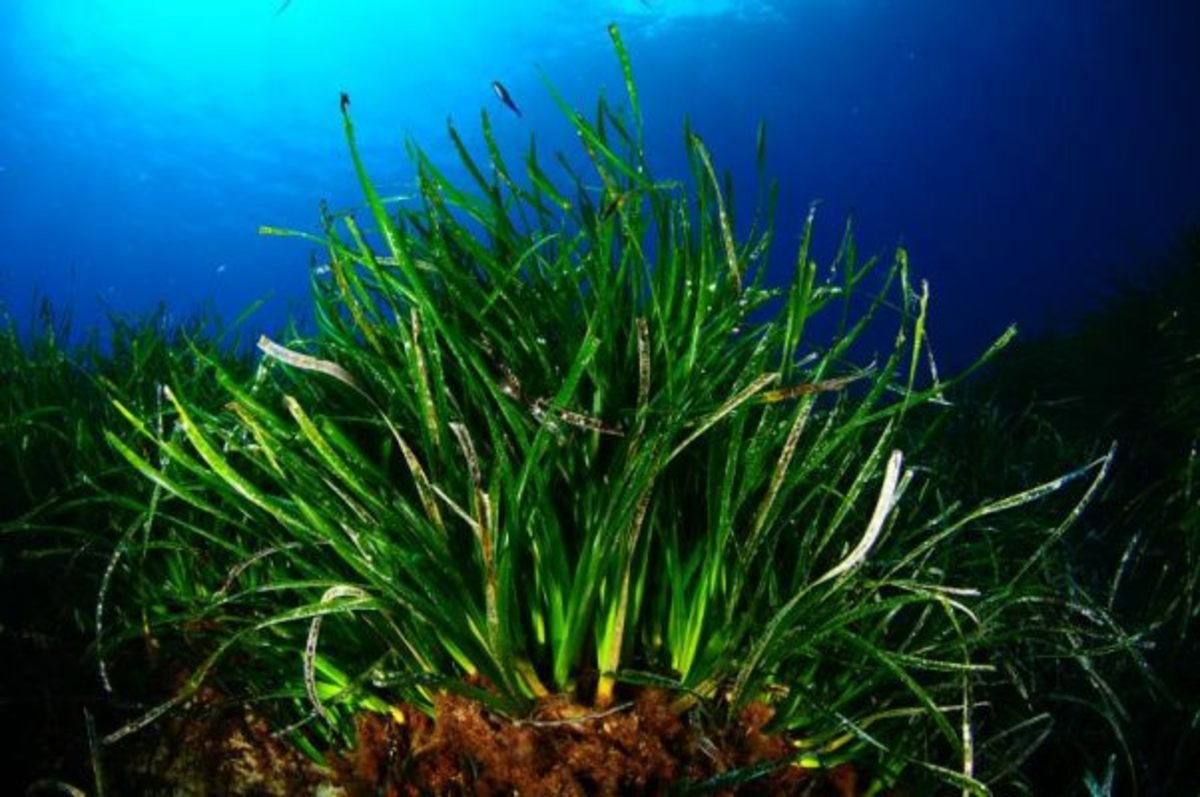 Океанические водоросли. Посидония океаническая. Посидония водоросль. Зостера взморник. Посейдония водоросли.