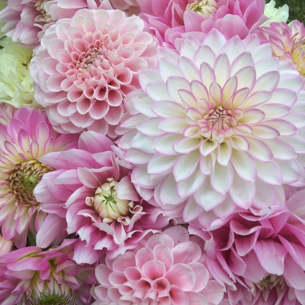 Георгины Dahlia Mix