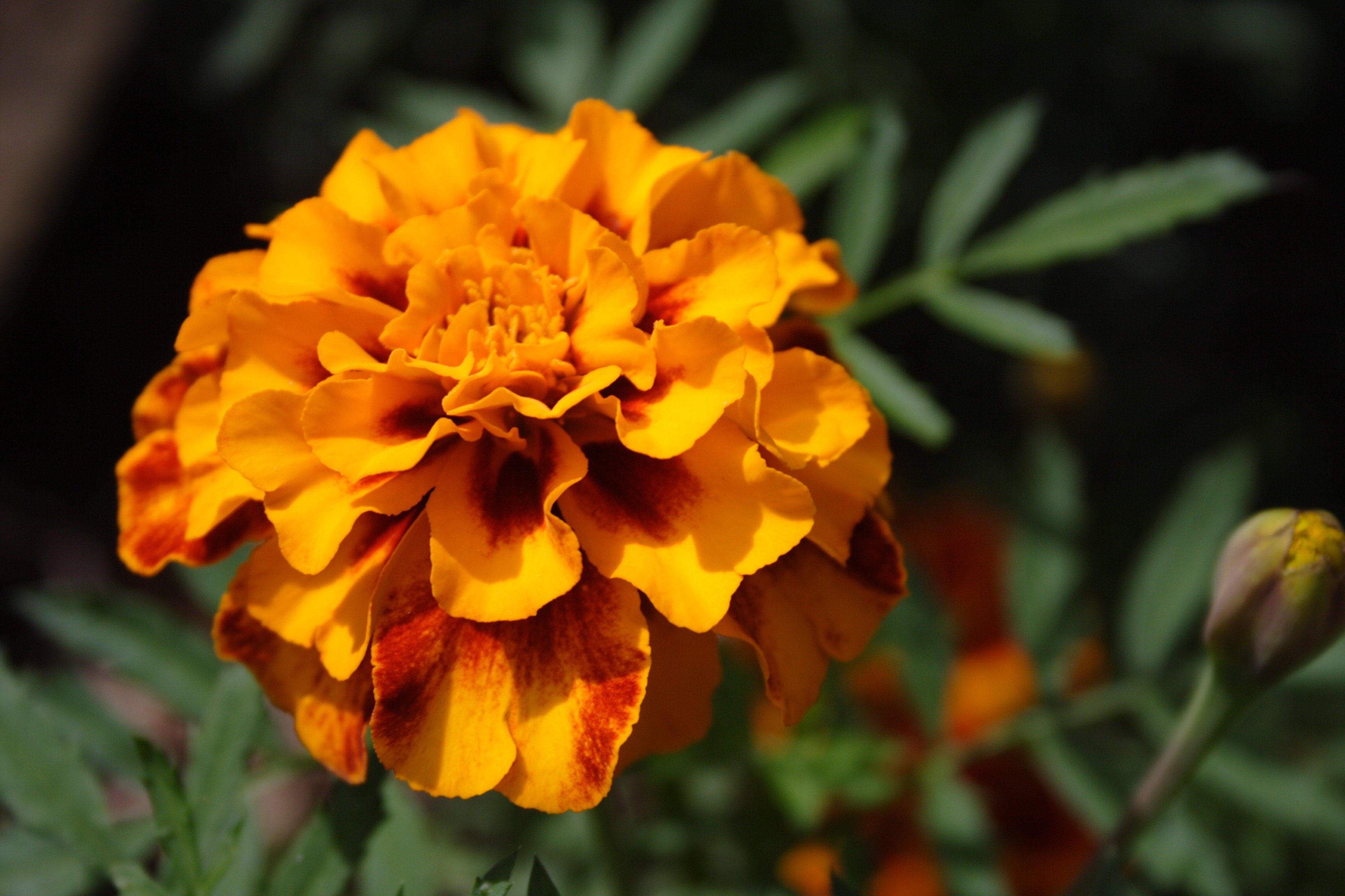 Календула, бархатцы Garden Marigold