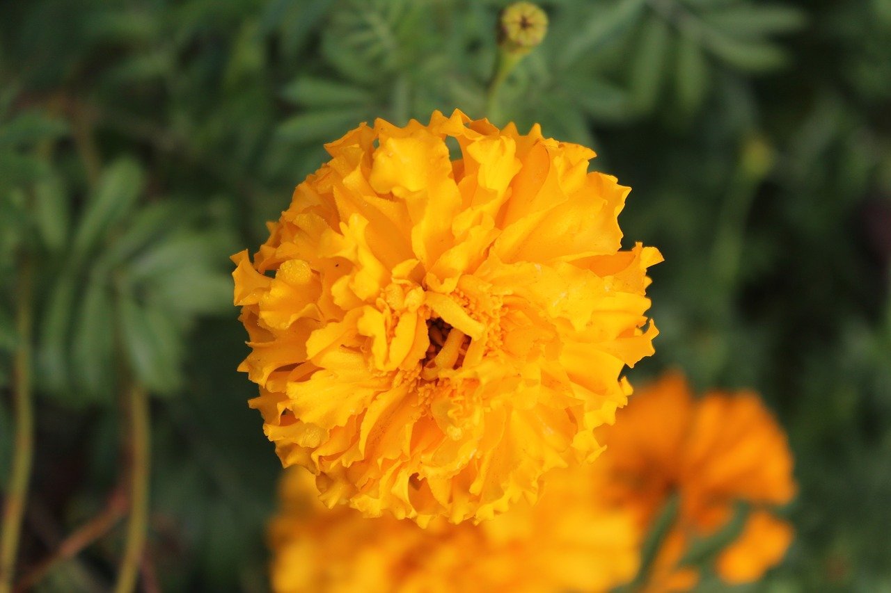 Календула, бархатцы Garden Marigold