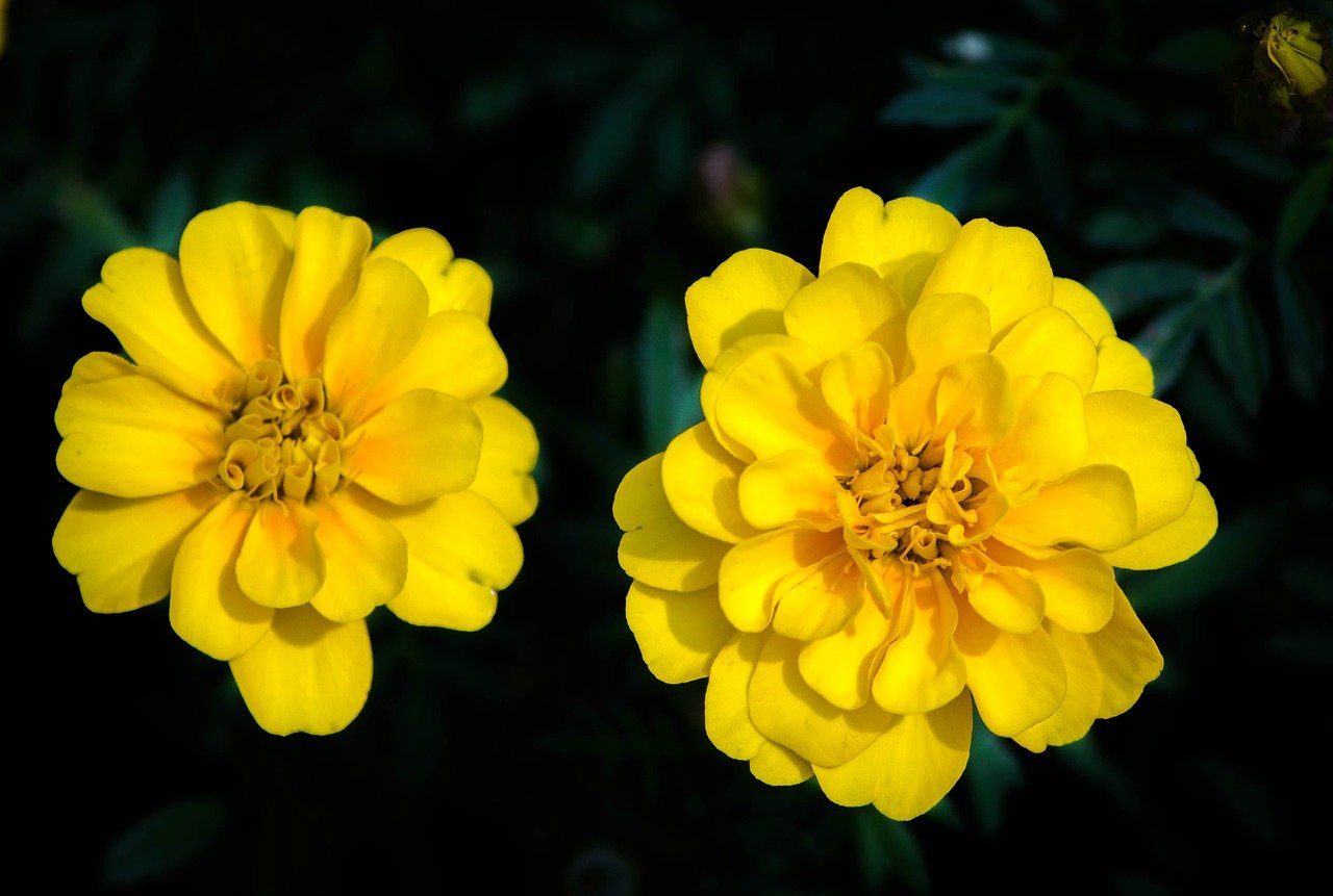 Бархатцы Tagetes patula. Бархатец Саншайн. Marigold Tagetes. Тагетес мелкоцветковый.