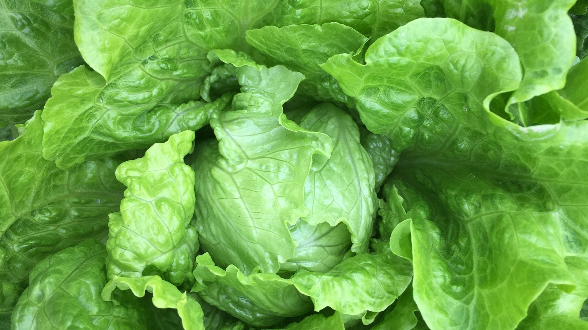 Зелень атлантик. Зелень мангольд Кейл. Lettuce Green цвет. Зеленый салат. Зелень в огороде.