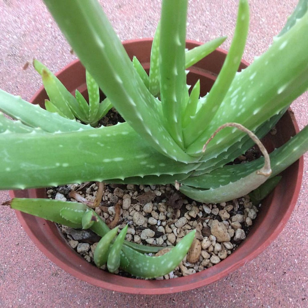 Суккулент алоэ Блэк. Aloe descoingsii. Алоэ мадагаскарский. Алоэ Дескуана размножение.