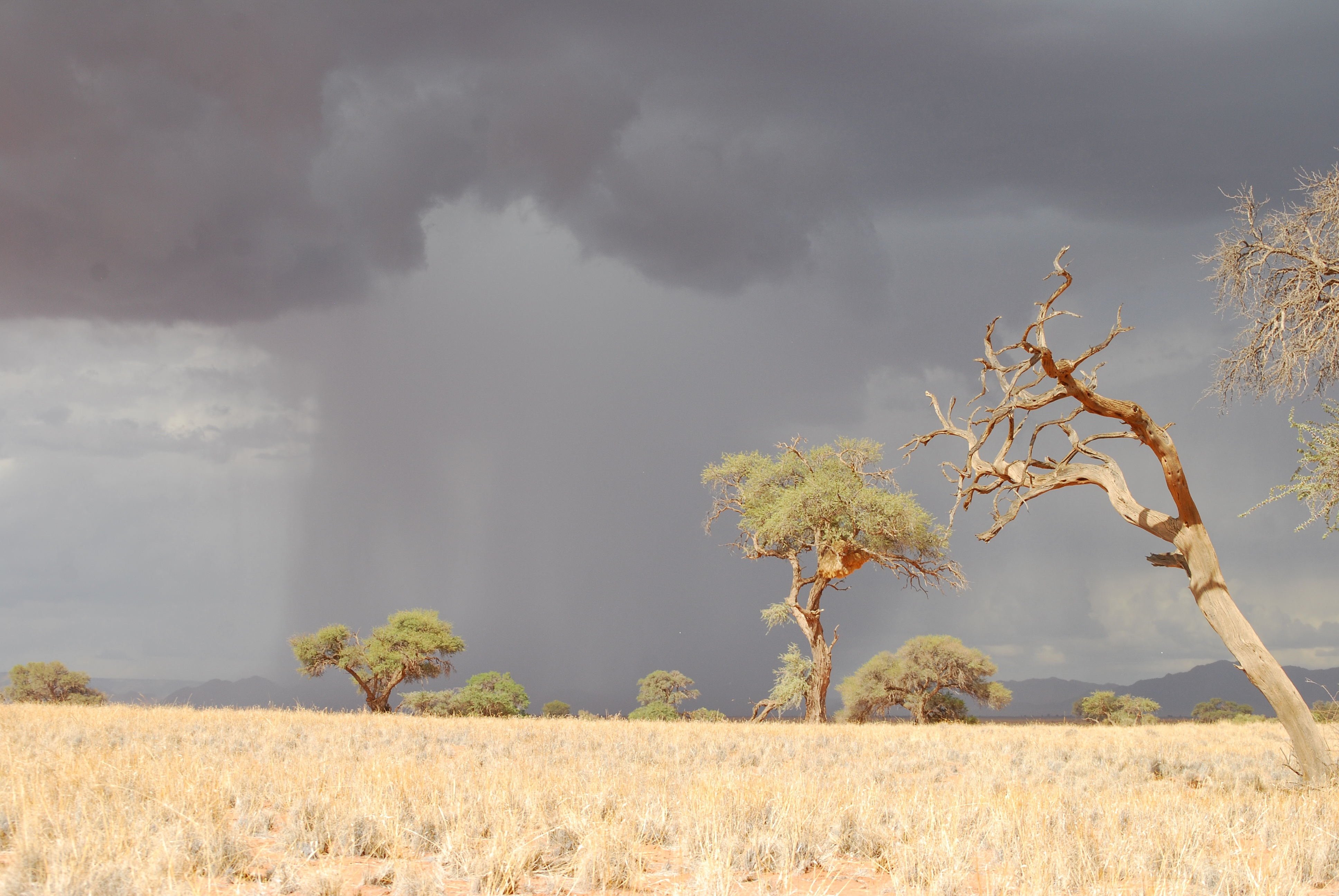Горячий ветер африки 5 букв. Климат саванны в Африке. Дождь в саванне. Засуха в саванне. Гроза в Африке.