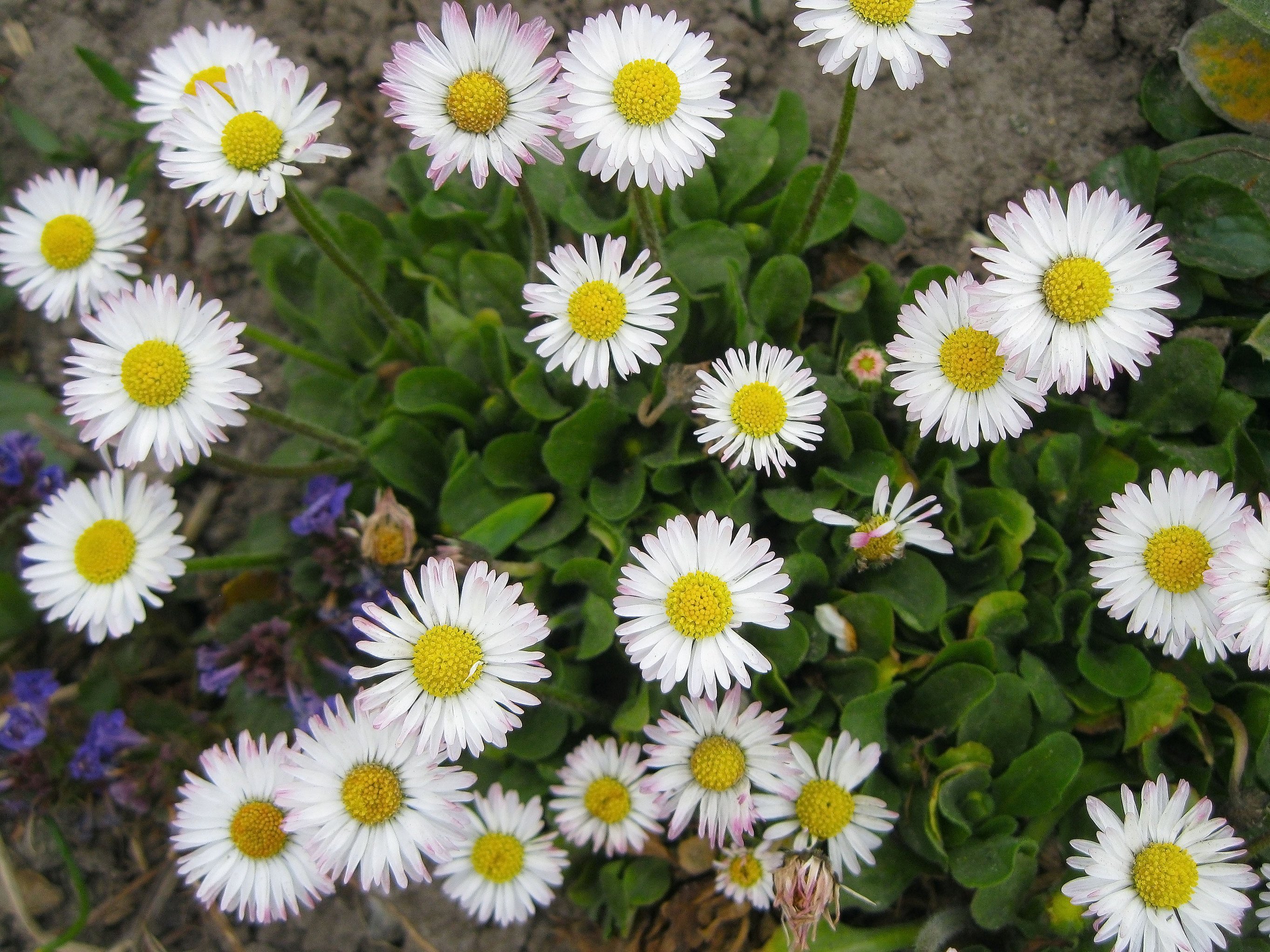 Маргаритка Bellis perennis