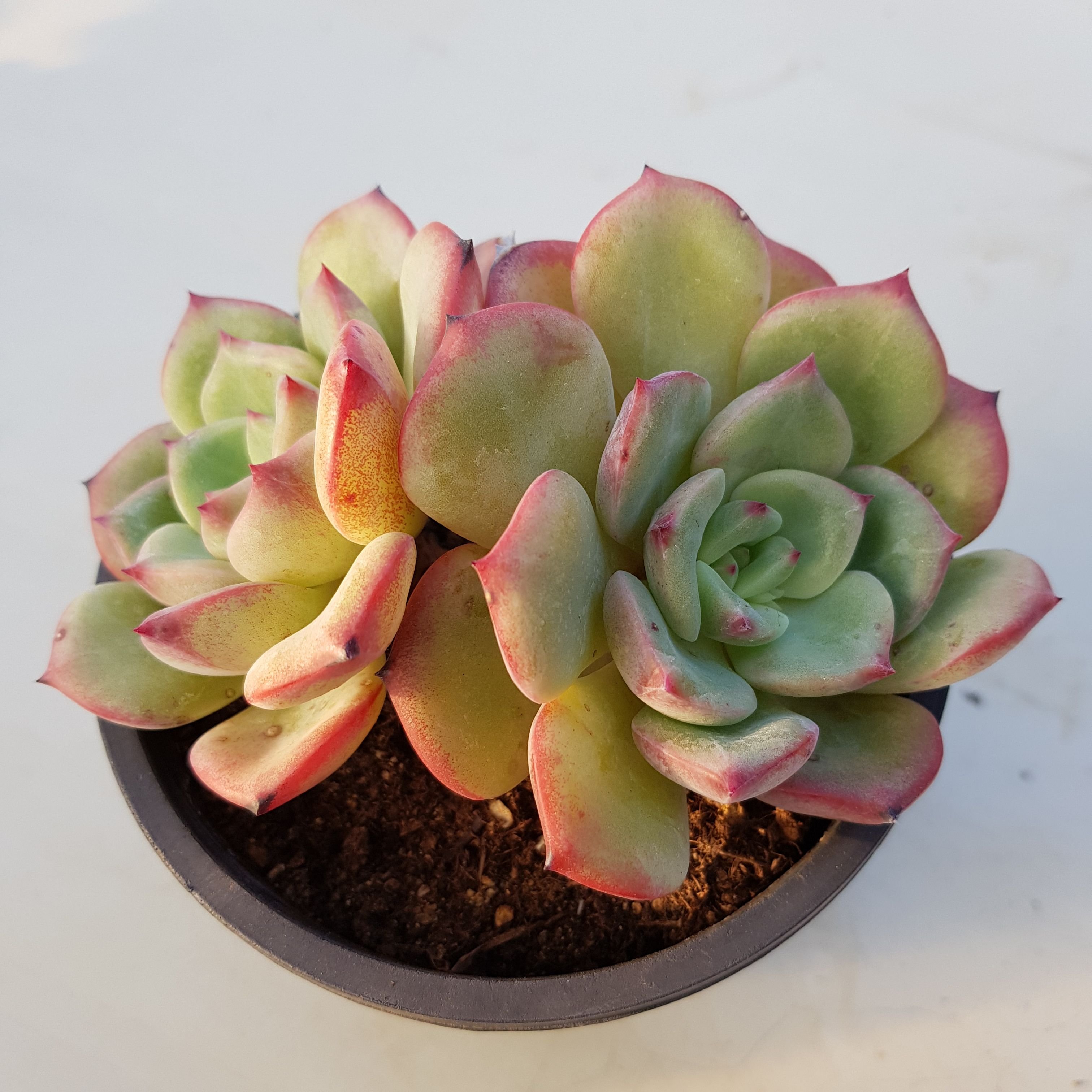 Echeveria Кан Кан