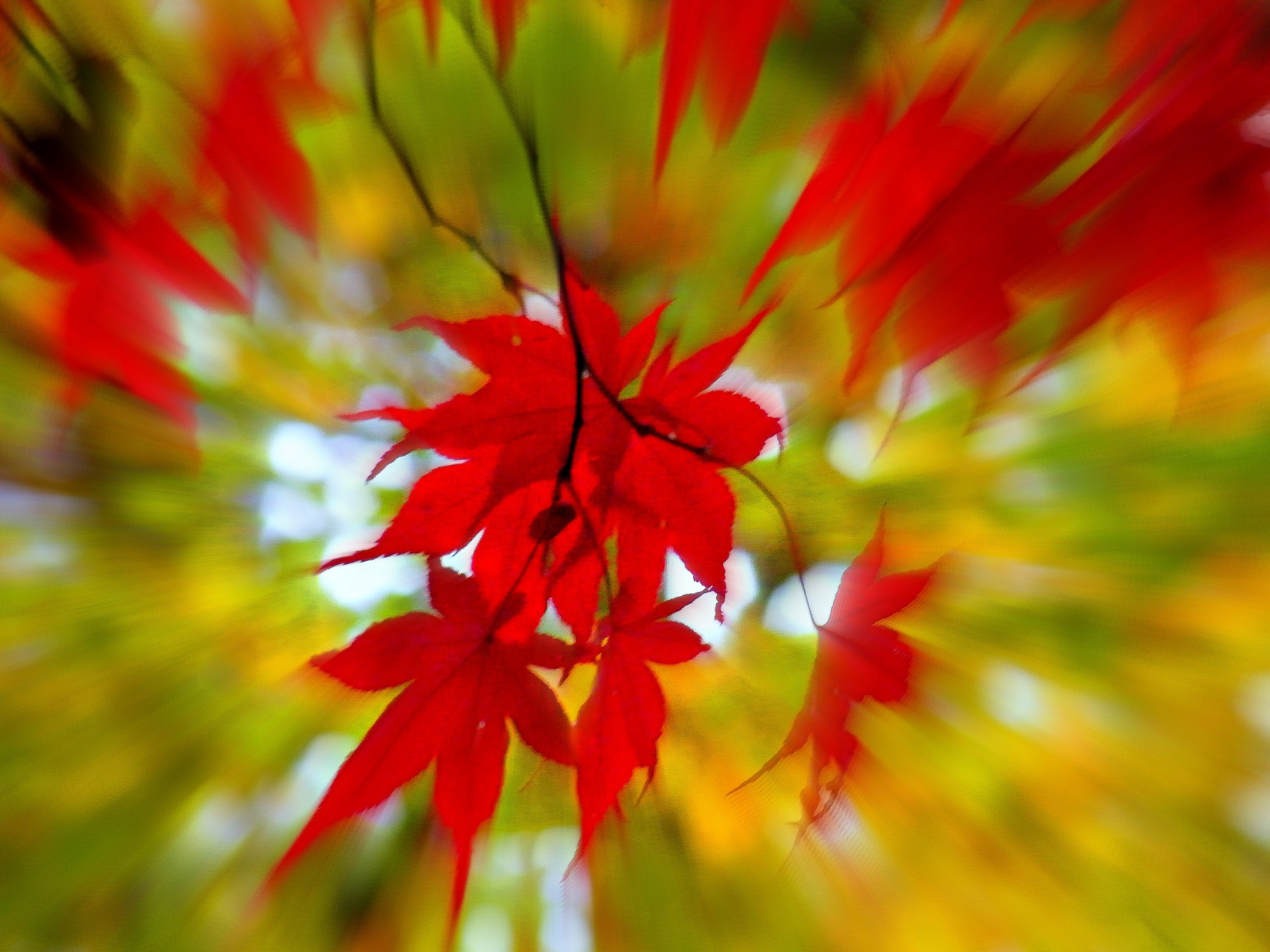 Листья клена желтые и красные. Красный лист. Красный кленовый лист. Желто-красный клен. Красная осень.