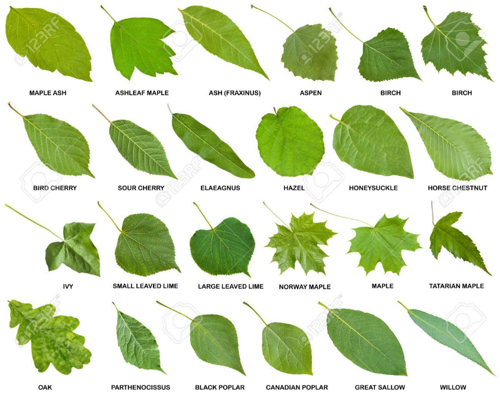 Как узнать название растения по фото с помощью смартфона