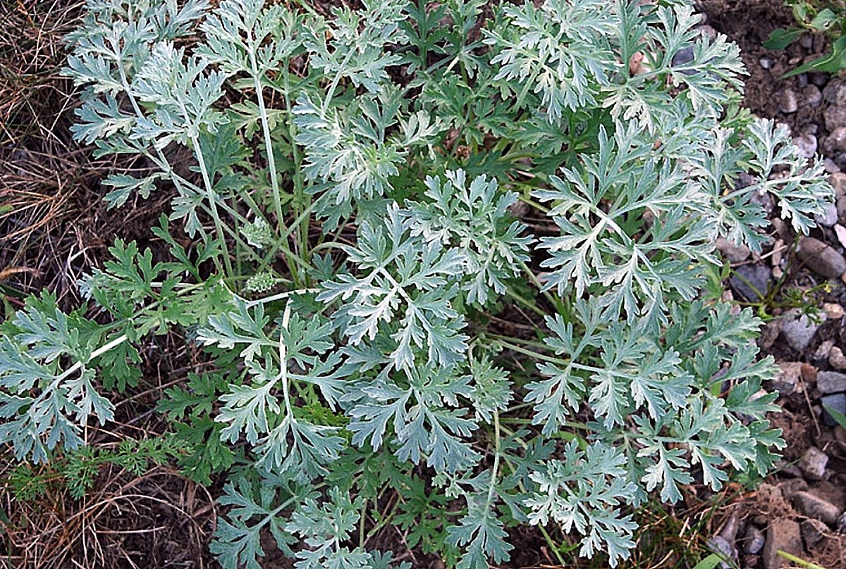 Сильно пахнущие травы. Полынь сантонская. Artemisia absinthium. Полынь Болотная. Полынь рутолистная.