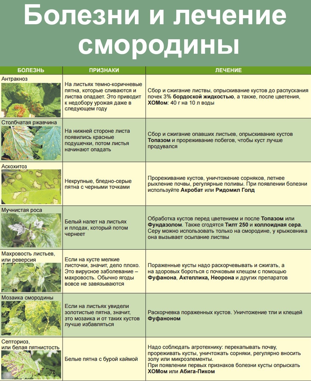 Чем опрыскать яблоню после цветения. Схема подкормки крыжовника. Схема обработки смородины от болезней и вредителей. Вредители смородины обработка. Вредители на кустарнике.