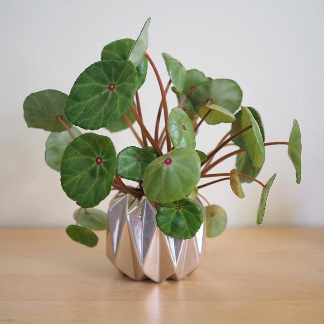 Пеперомия многокистевая Peperomia polybotrya