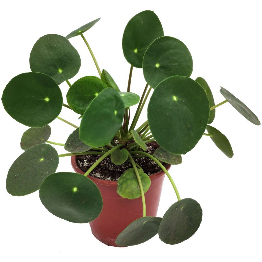 Peperomia cuspidilimba