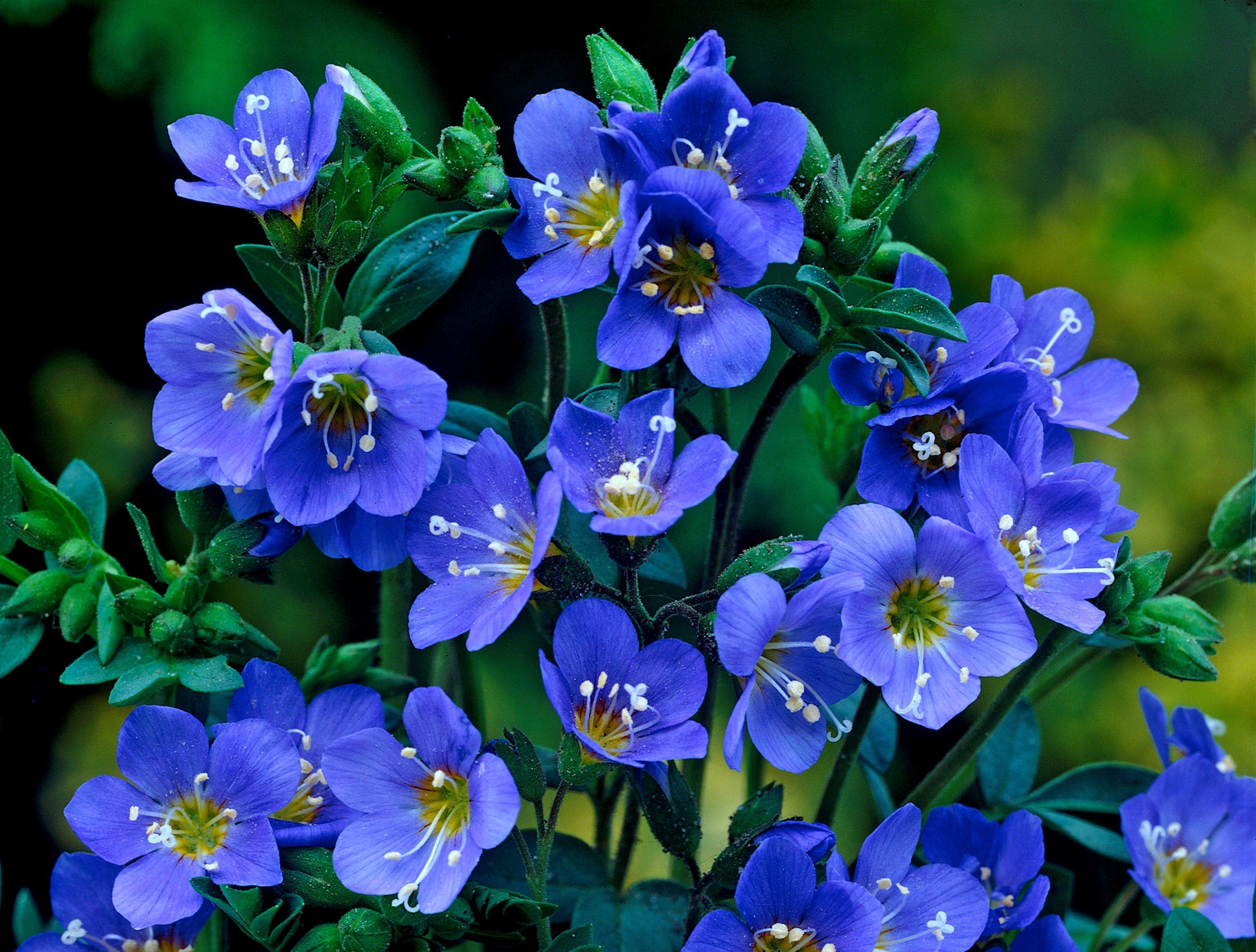 Синие цветы на языке цветов. Цветы фацелия калифорнийский колокольчик. Фацелия колокольчатая голубая. Фацелия Колокольчиковая. Фацелия колокольчатая синяя.