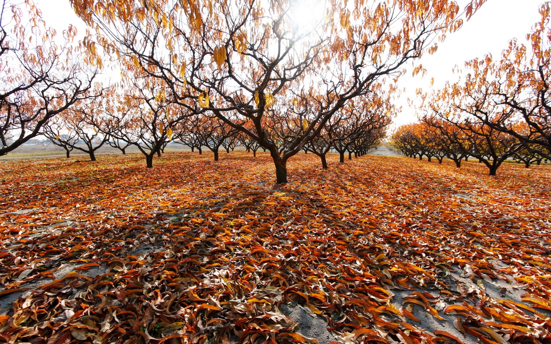 Опавшие листья терпеливо. Поздняя осень. Деревья поздней осенью. Дерево поздняя осень. Дерево с опавшими листьями.