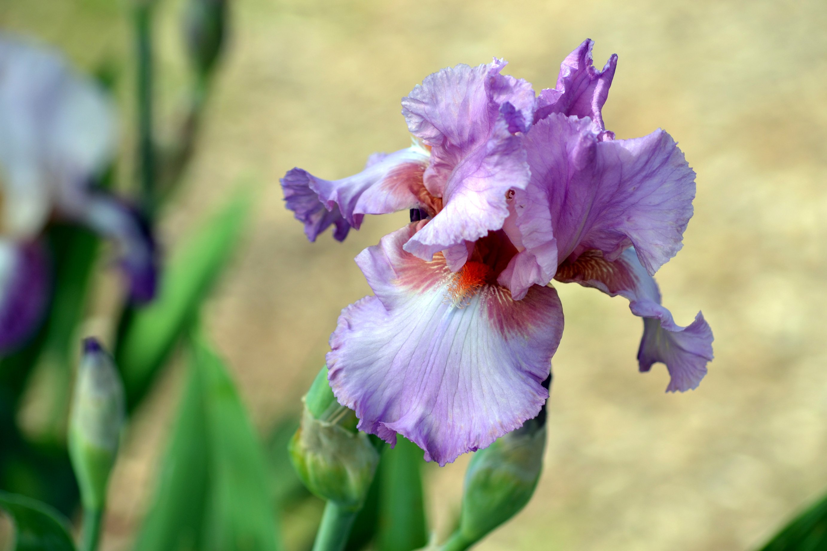 Irises v. Ирис бородатый. Ирис Биг Блу. Ирисы бородатые.