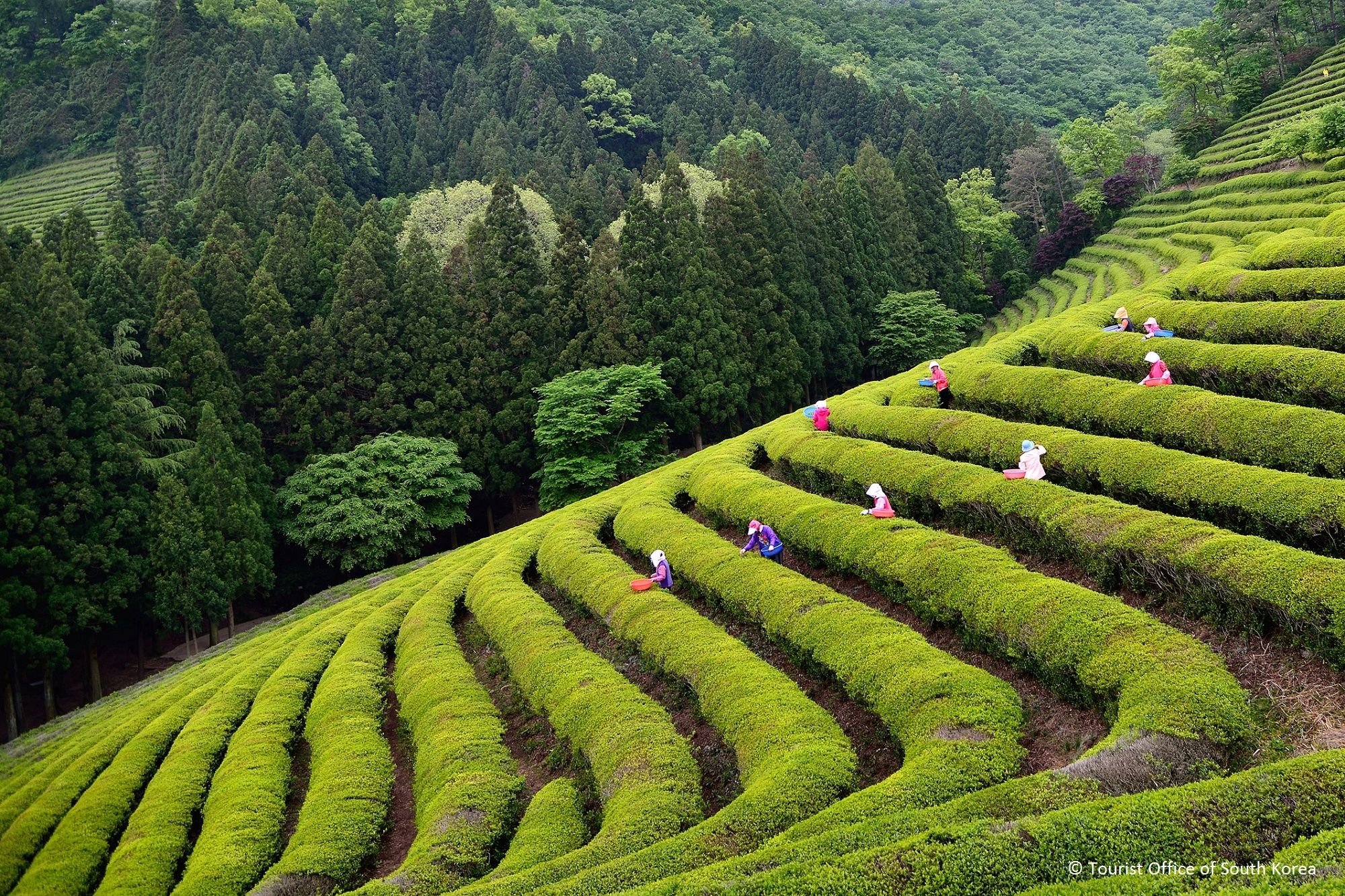 Виды плантаций. Плантация зеленого чая Посон Корея. Чайные поля Посон Южная Корея. Чайные плантации Посон в Южной Корее. Чайные плантации в Китае.