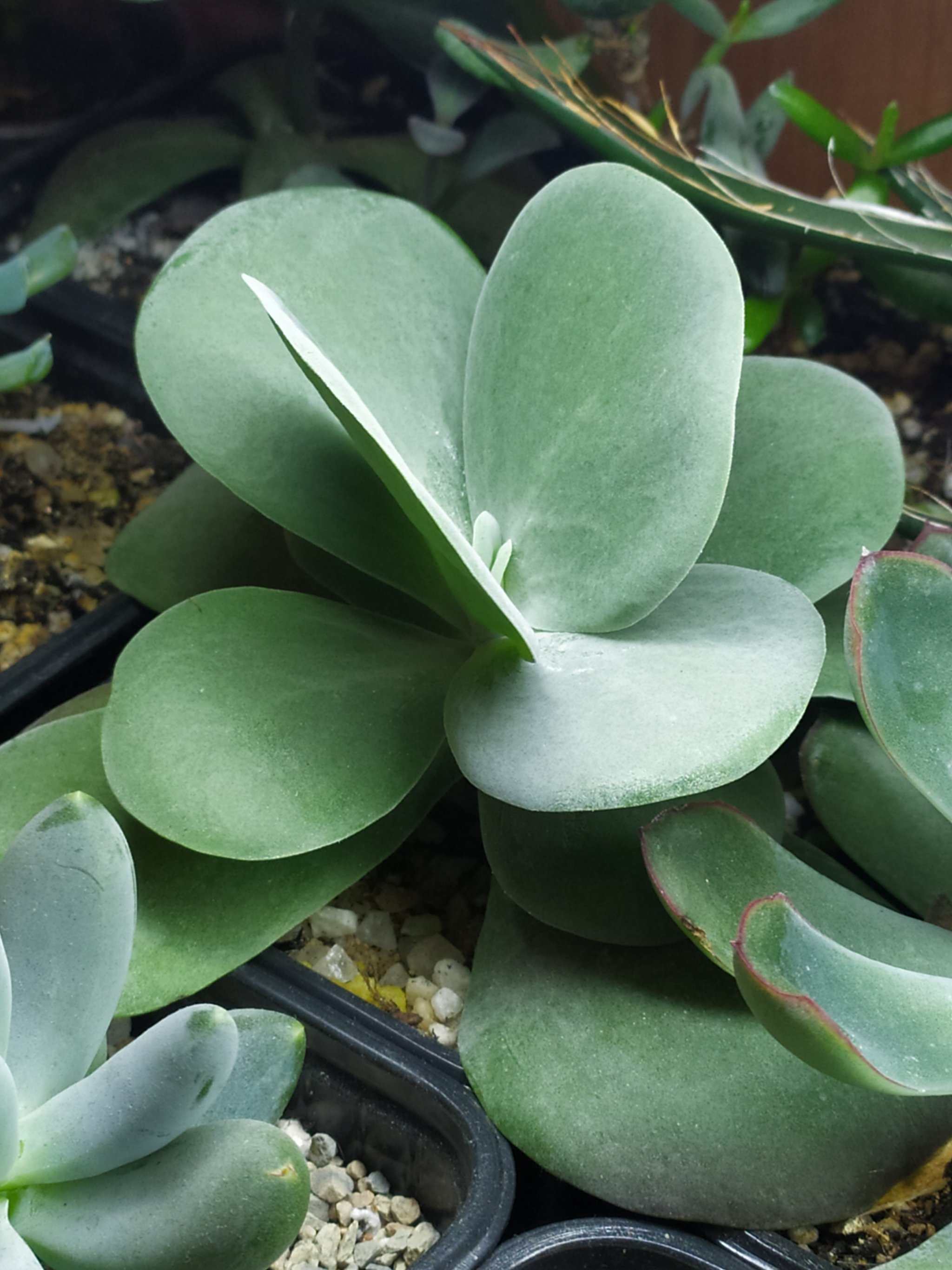 Kalanchoe Турсифлора