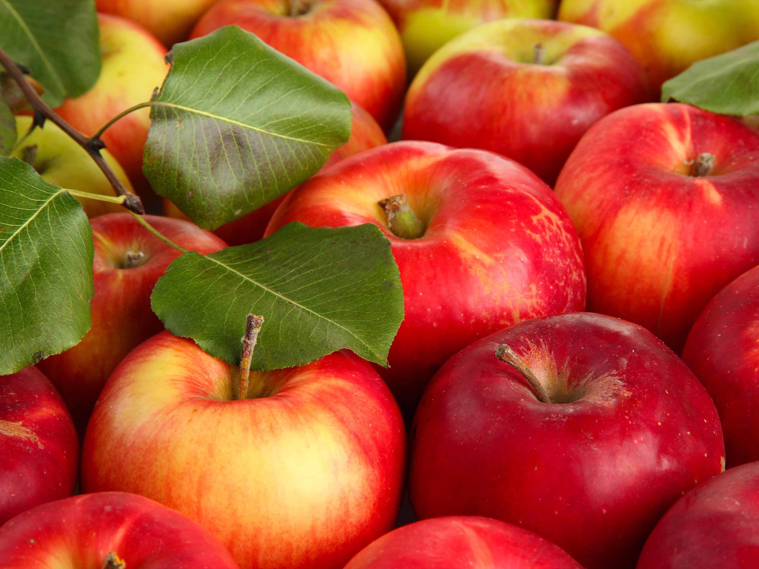 Яблоня сочное. Яблоки красные. Сочное яблоко. Яблоня с красными яблоками. Август яблоки.
