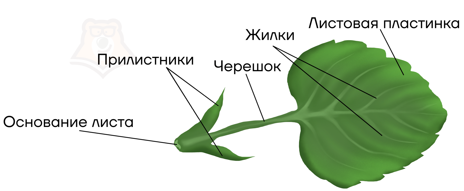 Строение жилки листа. Основание черешок листовая пластинка. Прикрепление листьев к стеблю. Строение листовой пластинки.