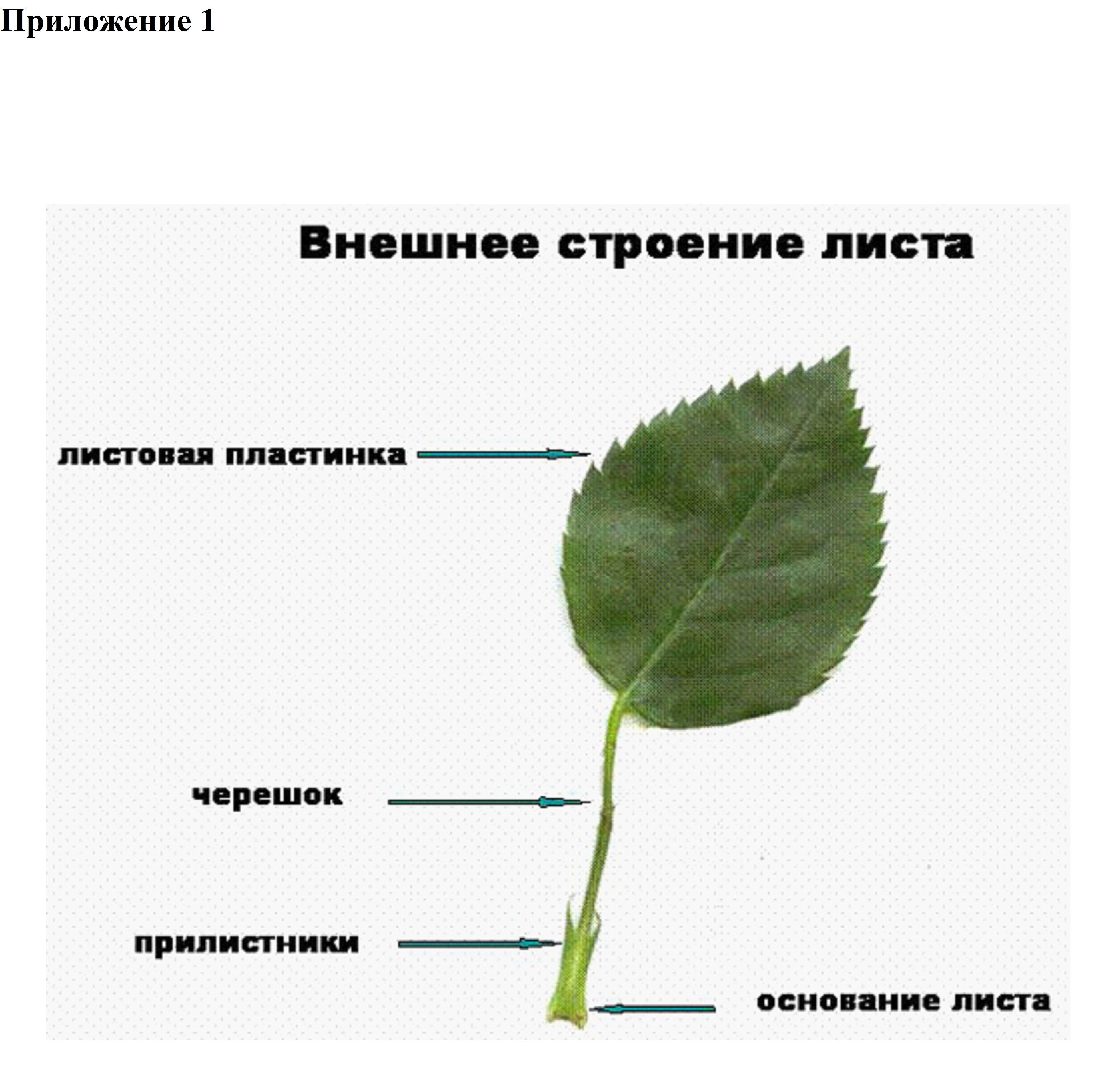 Части листа 1 класс. Прилистник черешок основание листа. Внешнее строение черешкового листа. Внешнее строение листовой пластинки. Основание черешок листовая пластинка у листа.