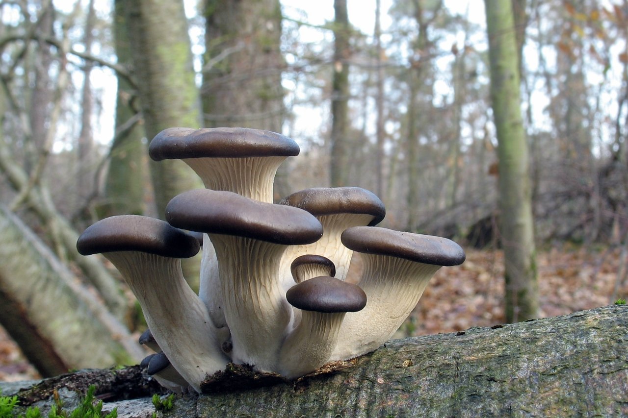 Пластинчатый гриб на дереве. Вешенка Pleurotus ostreatus. Вешенка обыкновенная (Pleurotus ostreatus). Вёшенка обыкновенная / Pleurotus ostreatus. Вёшенка устричная (Pleurotus ostreatus).