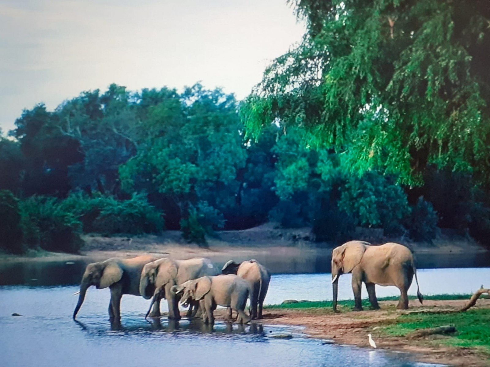 Акаванга. Национальный парк Мана-Пулс. Национальный парк mana Pools, Зимбабве. Национальный парк Баминги Бангоран. Заповедник Каванго-Замбези.