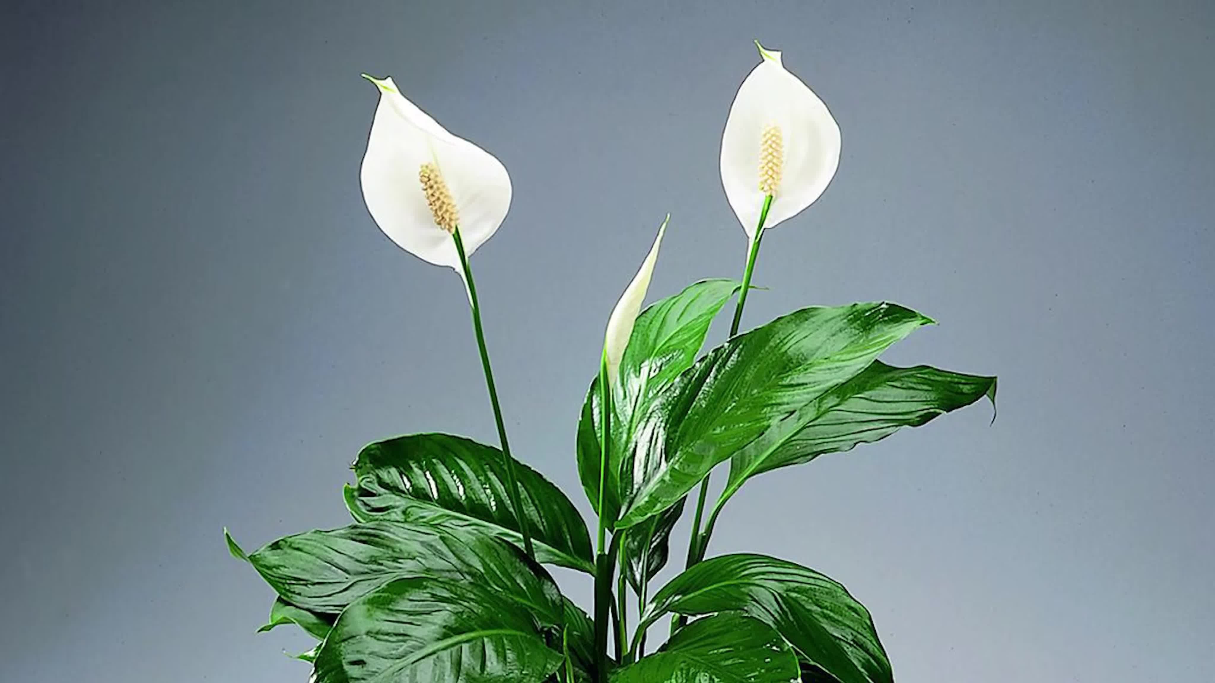 Спатифиллум мелкий. Спатифиллум геликониелистный. Спатифиллум Уоллиса. Спатифиллум (Peace Lily). Спатифиллум Ларго.