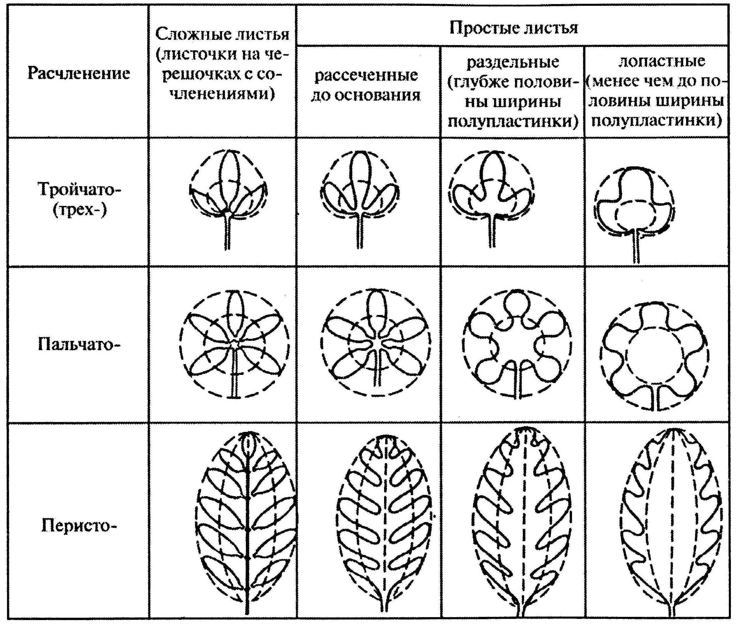 Классификатор лист. Классификация листьев по форме листовой пластинки. типы расчлененности листовых пластинок. типы рассечения листовой пластинки. типы рассечения листовой пластинки простых листьев.